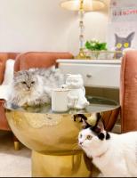 株式会社CAT LIVING