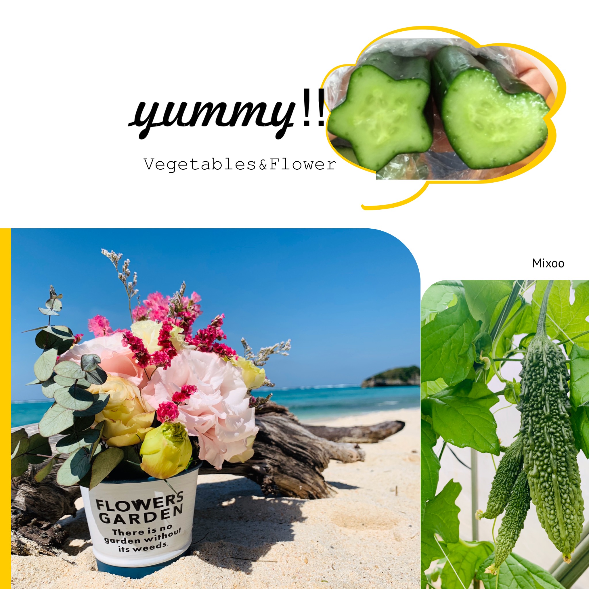 農業 林業 漁業スタッフの求人詳細 沖縄県 玉城農園 農林 水産 農林 水産 採用係長